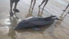 美国一海豚在海滩搁浅，被游客推回水中骑行后死亡