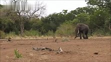 愤怒的大象：看到雄狮在眼前，不赶走不罢休