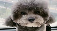 主人让泰迪灰崽表演才艺，灰崽竟给粉丝表演流口水，真逗