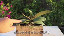 养花盆里加点“有机肥”，有效预防板结问题，不用经常换土