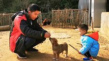 第一次带小奶狗来养鸡场，可狗狗一来就开始追鸡，主人拿它没办法