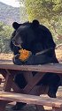 大黑熊吃着小零食 ，这悠闲的小日子～娱乐评论大赏