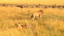 狮子捕获大猎物，拖去草丛慢慢吃！