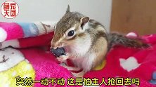 【花栗鼠日常】吃蓝莓的花栗鼠