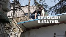 有恐高症的流浪大美短见过么？ 流浪猫猫