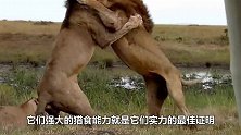 阔别7年，狮子再次见到饲养员立马扑了过来，镜头记录全过程