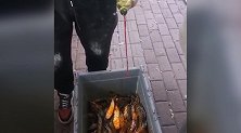 黑心！网曝哈尔滨商贩给鱼泼不明液体当野生鱼卖：野生鱼卖得贵