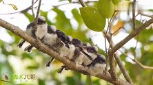 山雀育雏：鸟妈妈超生了，在树枝上站了一排，有多少只呢？