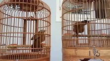 画眉鸟叫声：2只画眉鸟对唱，揭开笼衣才开始唱