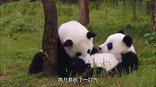 上树嗖嗖的下树咋这么怂！说好的功夫熊猫呢，国宝你不能这样！