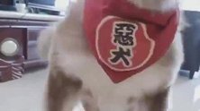 在坑主人这一方面，我只服这只阿拉斯加犬，它真是太有心机了