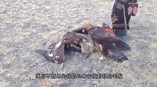 两只金雕秒杀西伯利亚狼，拔狼毛就地吃肉，狼兄你也有今天