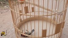 漂亮太阳鸟笼子装死，主人差点给放掉