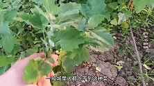 野菜灰灰菜浑身上宝，湿气重多吃它，像这样保存，吃一年不坏
