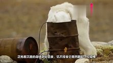 动物园的小北极熊第一次见到一盆冰，开心的像只二哈一样倒地打滚