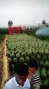 西瓜丰收季，这一车品相好超甜瓜卖个十万不成问题