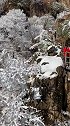 2020年老君山的第一场雪，为你而下