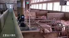 国外养猪场太先进，智能化喂猪系统无压力，怀孕的猪太享受！