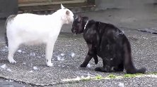 一黑一白两只流浪猫打架，这画风太彪悍了，最后留下一地猫毛