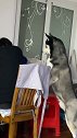 傻狗哈士奇的日常，二哈：我就看看，我不吃！口水止不住了