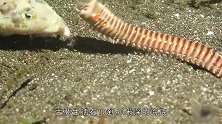一口把猎物咬两节，接着拖入洞中折磨，海底有这么长的虫子