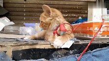小橘猫不甘寂寞，自己都能玩得这么嗨