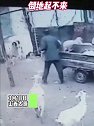 山西太原：男子被公羊多次顶撞倒地起不来