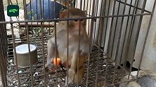 幼猴被当宠物养8年,发情期被关铁笼