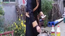 吃白萝卜时加它，等于吃了“泻药”，常吃排出黑宿便，体重降下来
