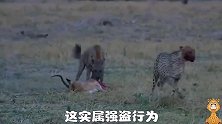 鬣狗抢了猎豹的食物，又抢野狗的肉，狮子就在草中潜伏，一口咬死