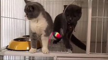 网友买了个逗猫棒给猫玩，摇头晃脑太可爱了！
