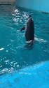 小海豚水上直立行走。