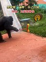 重庆：黑猩猩自己扫地，网友：比我都勤快