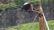 认识到自己是国宝的熊猫，终于放飞自我了，树：我招谁惹谁了？