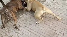 同类何必相残，偶遇两只狗欺负一只狗，动物也知道以多欺少！