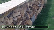 小黄鼠狼掉队，妈妈赶紧回来找它，下一秒忍住别笑，镜头记录全程