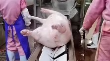家猪屠宰流水线，看到这满满的美味猪肉，嘴角忍不住流下了口水！