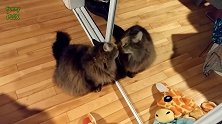 蹲在镜子前的小猫咪，舔镜子里自己的样子，好逗啊！