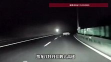 “猛虎”闯高速！牡丹江一高速公路惊现东北虎，当地回应