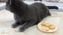 妹子特地给猫咪做了三文鱼月饼，猫咪看到月饼的反应竟是扭头就走