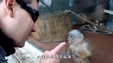 男子隔着玻璃嘲笑猴子，小家伙立马不乐意，龇牙咧嘴的模样太搞笑