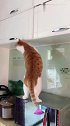 猫：我来看看我的小鱼干是不是藏在这里面！