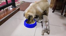 狗妈妈在吃晚饭，小奶狗追着妈妈吃奶
