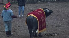黑虎战神牛王拉来游场了，这也是少数民族的斗牛风俗
