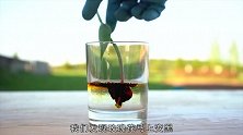 硫酸的腐蚀性有多强用鸡腿测试一下，一起来看看吧