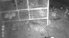 两只豹子进入鸡舍企图抓鸡