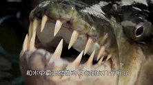 鳄鱼的天敌，一嘴尖牙5秒钟就可以撕碎鳄鱼，真正的水中霸主！