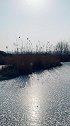 暖阳当空照，芦花随风摇。清风空寂寥，何时心安好。