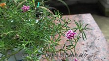 太阳花花期超长，趁秋季把这几个操作搞定，还能再次大量开花