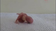 小鹦鹉出生29天的成长记录，生命真是的好奇妙